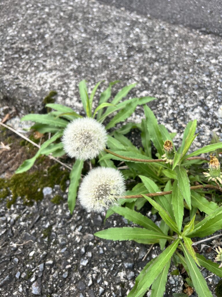 好きな歌手は誰ですか？