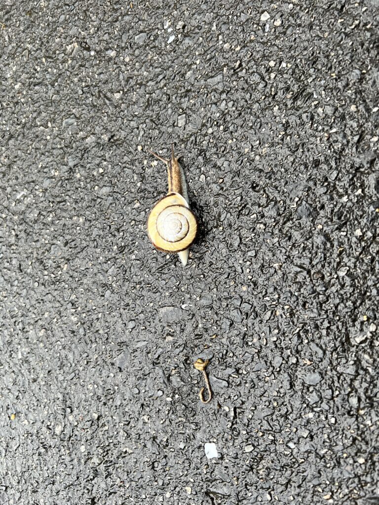 かたつむり